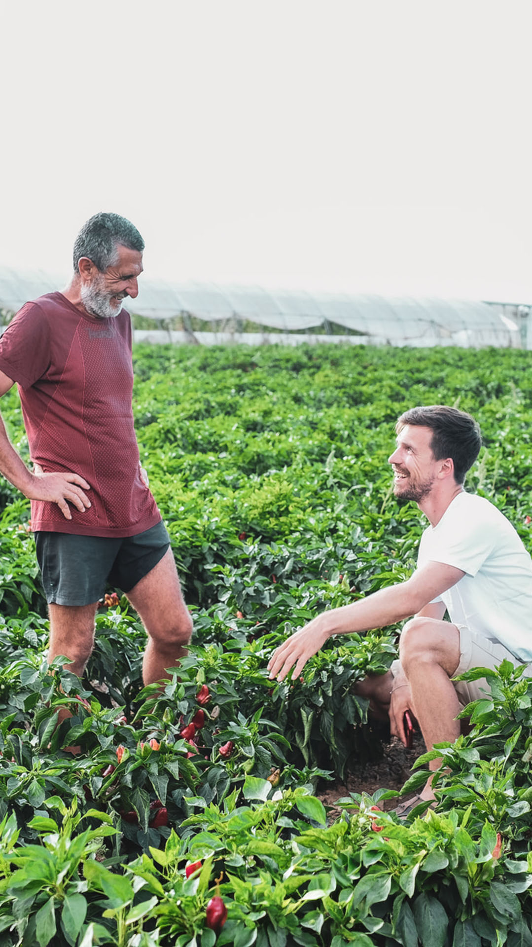 Joan und Richard stehen in einem Paprikafeld auf Mallorca